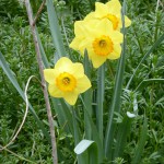 Daffodils, Lusan a' chrom-chinn