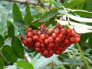 caoran - rowan berries